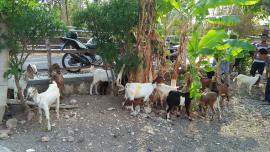 Bantuan Kambing KUBe Sudah Cair