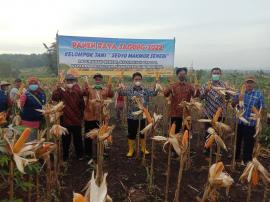 Panen Raya Jagung Bersama Pak Wabup