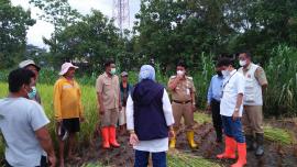 Spesial, Panen Padi Dikunjungi Wakil Bupati, Dinas dan Kementerian Pertanian RI