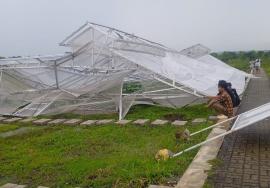 Keterangan Saksi Mata dan Lurah Grogol atas Robohnya Rumah Melon Grogol